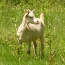 130601 08 Vogezen Ivonne (115)
